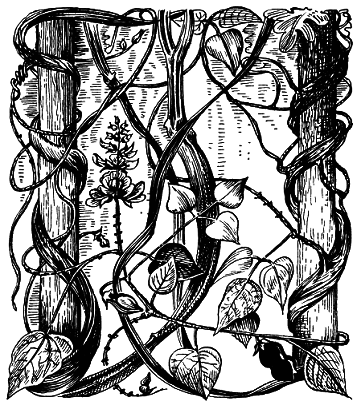 Тропическая природа - pic_6.png