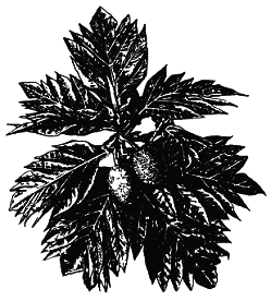 Тропическая природа - pic_9.png