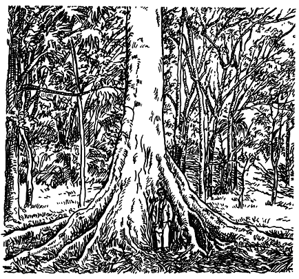 Тропическая природа - pic_16.png