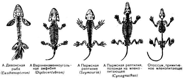 История Земли - img_44.jpeg