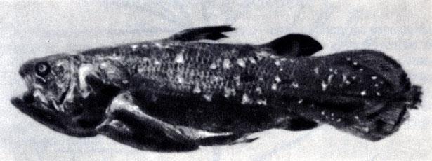 История Земли - img_46.jpeg