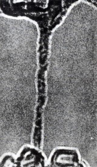 История Земли - img_49.jpeg