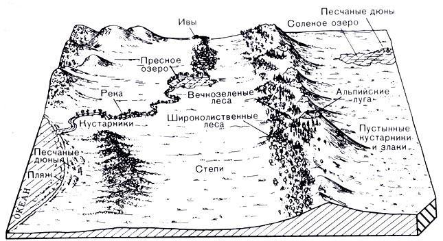 История Земли - img_61.jpeg