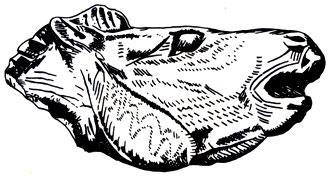 История Земли - img_165.jpeg