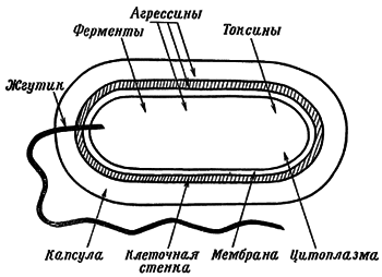 Путешествие в страну микробов - n_33.png