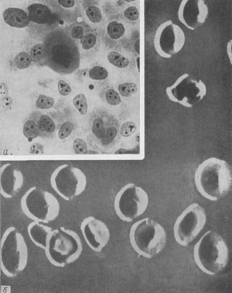 Путешествие в страну микробов - n_02.jpg