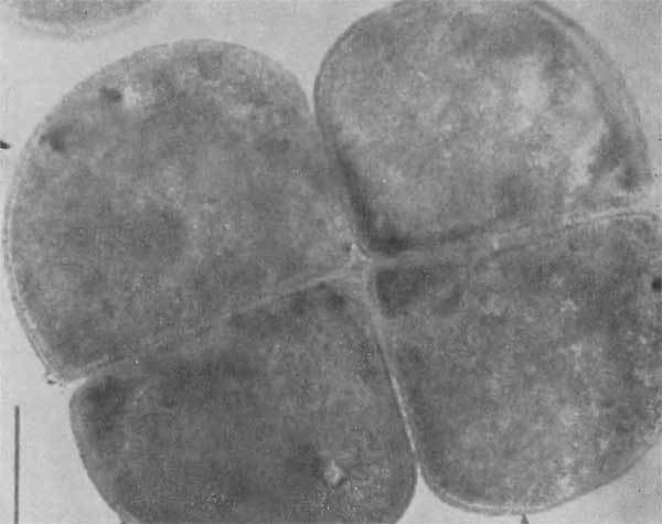 Путешествие в страну микробов - n_04.jpg