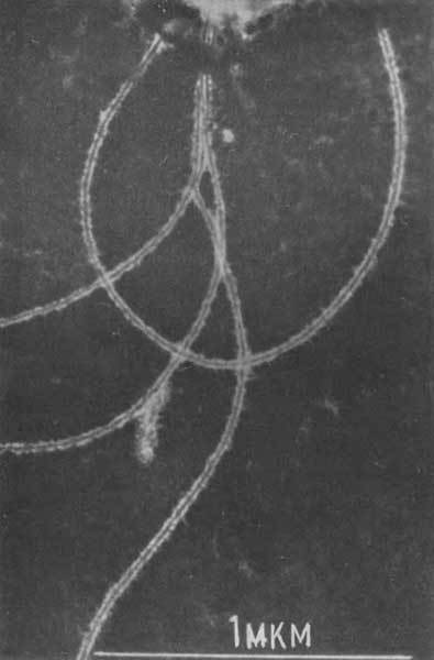 Путешествие в страну микробов - n_07.jpg