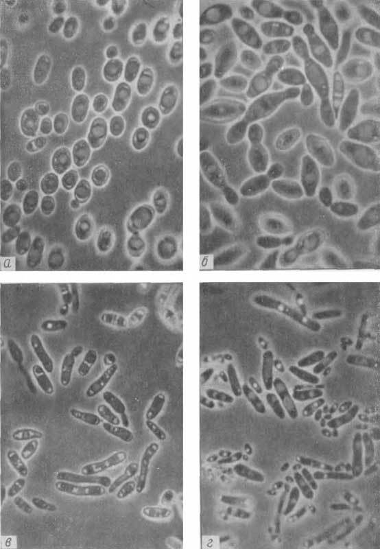 Путешествие в страну микробов - n_10.jpg