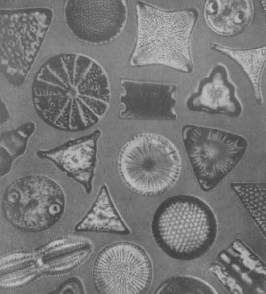 Путешествие в страну микробов - n_14.jpg