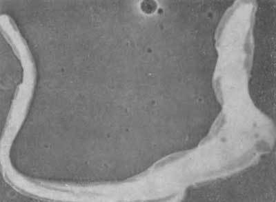 Путешествие в страну микробов - n_16.jpg