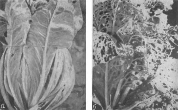 Путешествие в страну микробов - n_72.jpg