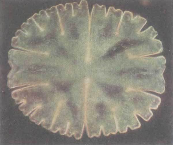 Путешествие в страну микробов - n_75.jpg