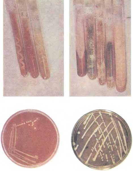 Путешествие в страну микробов - n_76.jpg