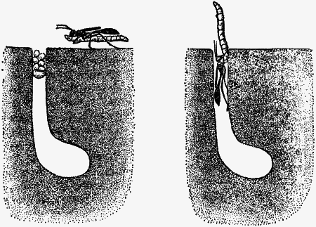 Думают ли животные? - i_013.png