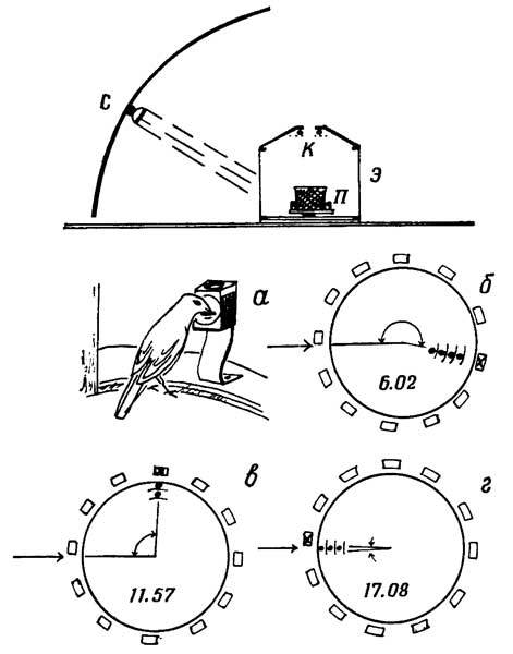 Живые часы - n33.jpg