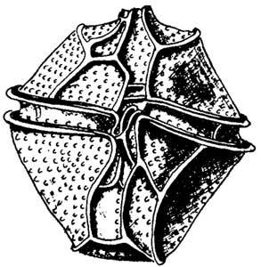 Живые часы - n44.jpg