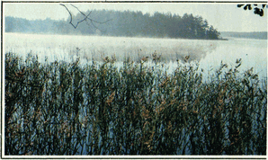 Мир зеленого безмолвия - image3.png