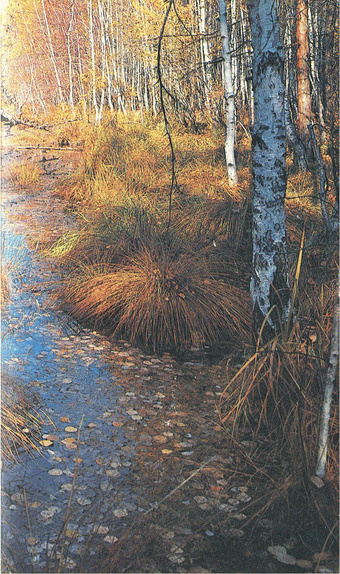 Мир зеленого безмолвия - image5.png