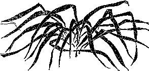 Мир зеленого безмолвия - image23.png