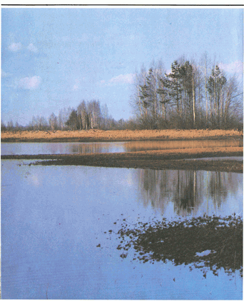 Мир зеленого безмолвия - image7.png