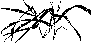 Мир зеленого безмолвия - image79.png