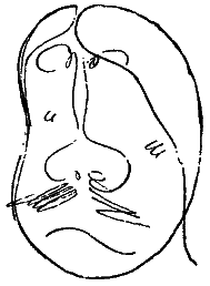 Том 5. Рассказы, очерки, фельетоны - i_034.png