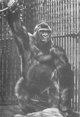 Животные рядом с нами - i_001.jpg