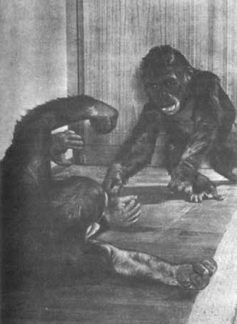 Животные рядом с нами - i_003.jpg