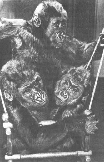 Животные рядом с нами - i_004.jpg