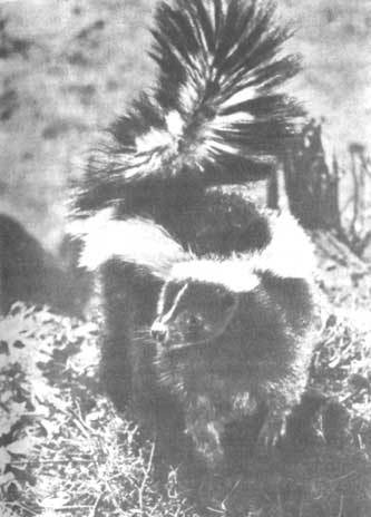 Животные рядом с нами - i_010.jpg