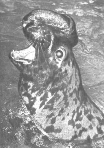 Животные рядом с нами - i_011.jpg