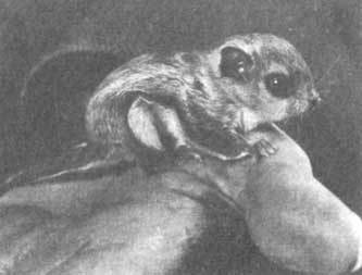 Животные рядом с нами - i_013.jpg