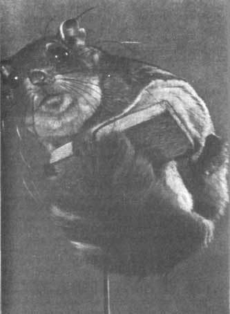 Животные рядом с нами - i_014.jpg