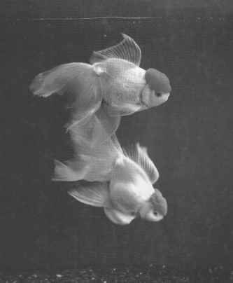 Животные рядом с нами - i_026.jpg