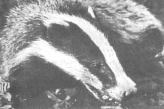 Животные рядом с нами - i_027.jpg