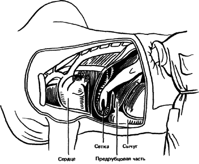 Животные рядом с нами - i_031.png