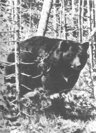 Животные рядом с нами - i_032.jpg