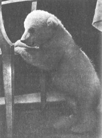 Животные рядом с нами - i_033.jpg