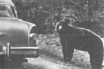 Животные рядом с нами - i_034.jpg