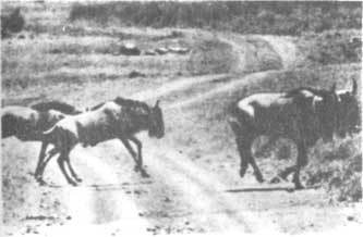 Животные рядом с нами - i_035.jpg