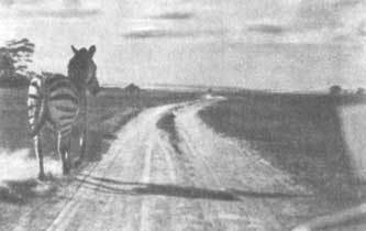 Животные рядом с нами - i_036.jpg