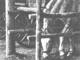 Животные рядом с нами - i_038.jpg