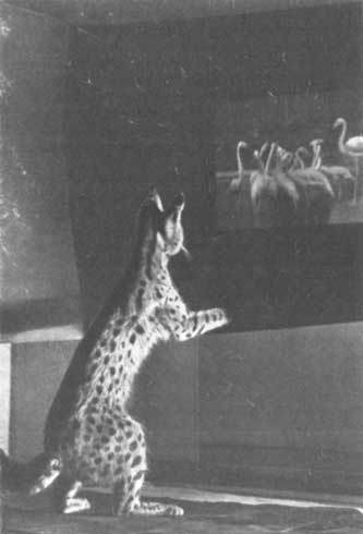 Животные рядом с нами - i_042.jpg