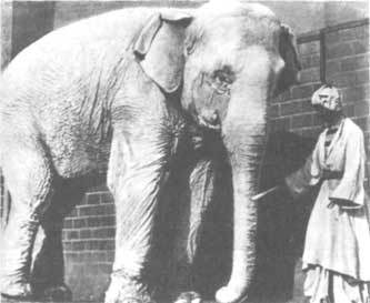 Животные рядом с нами - i_044.jpg