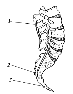 Лечение спины и суставов. Новейшие рекомендации. Методы лечения. Советы специалистов - i_005.png
