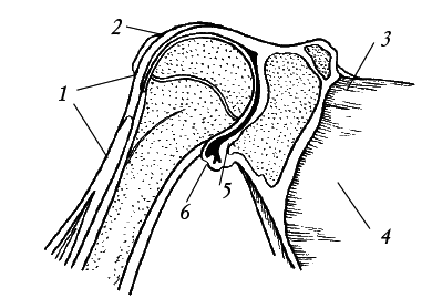 Лечение спины и суставов. Новейшие рекомендации. Методы лечения. Советы специалистов - i_011.png