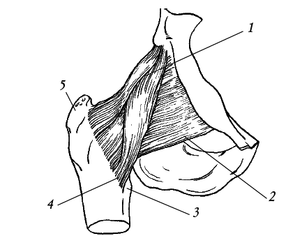 Лечение спины и суставов. Новейшие рекомендации. Методы лечения. Советы специалистов - i_014.png