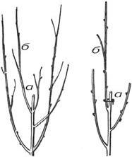 Формирование и обрезка плодового сада - _5.jpg