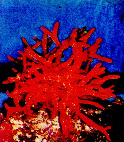 Подводный мир - img_7.jpg